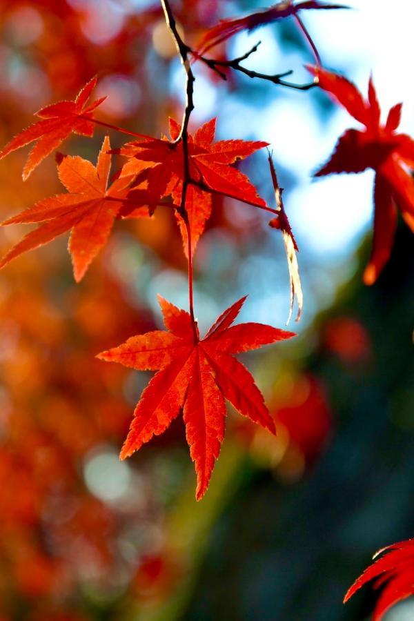京都有客 ภายนอก รูปภาพ